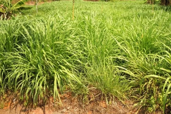 cow-feed-grass-1024x768-1-768x576