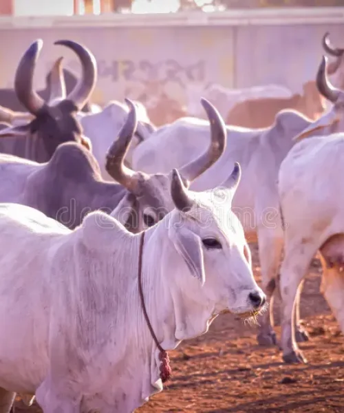 indian-cow-calf-s-rest-govshal-goshala-beautiful-view-cow-calf-s-group-indian-cow-group-cow-many-cows-together-210763815